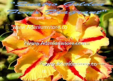 Adenium Obesum \'Quattro Golden Fenix Fragrant\' 5 Seeds
